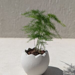 Decorative White Eggshell Concrete Planter